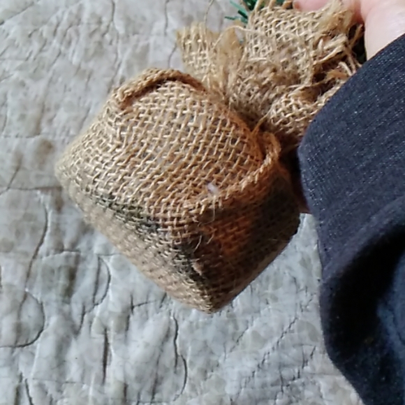 Mini Evergreen - Picture 2 of 3